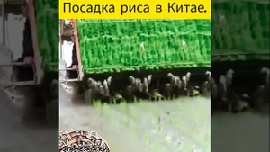 Посадка риса в Китае.mp4