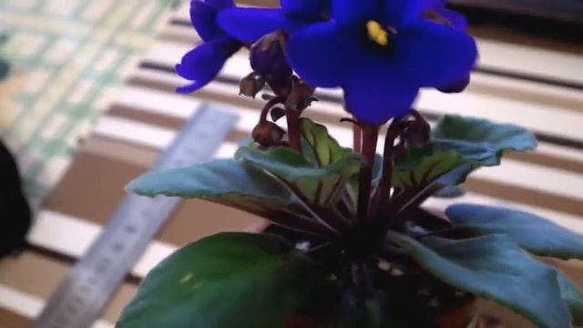 огляд сорту міні фіалки Optimara litle Inka смотреть онлайн