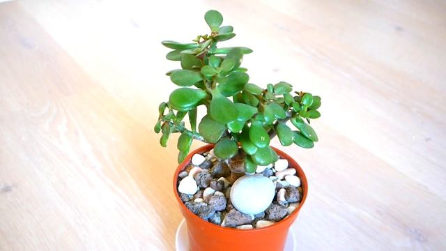 ТОЛСТЯНКА вытянулась, потеряла форму и пышность. Что предпринять смотреть онлайн