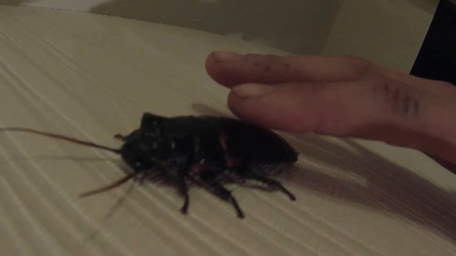 Таракан, Мадагаскарский смотреть онлайн