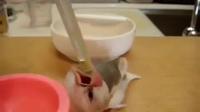 Певчие птицы в домашних условиях