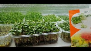 ?????ТОП-4 САМОЙ ПРОСТОЙ В ВЫРАЩИВАНИИ МИКРОЗЕЛЕНИ. МИКРОГРИН - это ВКУСНО!