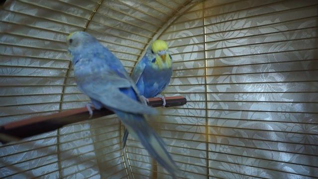 Две фиолетовые сестрички,линька смотреть онлайн