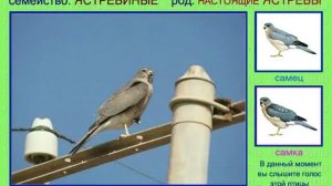 Тювик. Ястреб. Голоса птиц