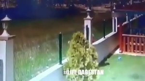 Собаки загрызли девочку