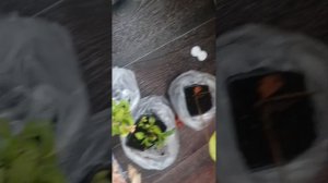 посылка из питомника гарден плантс