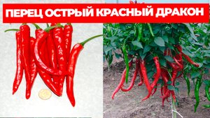ПЕРЕЦ ОСТРЫЙ КРАСНЫЙ ДРАКОН ОПИСАНИЕ СОРТА И ОТЗЫВЫ