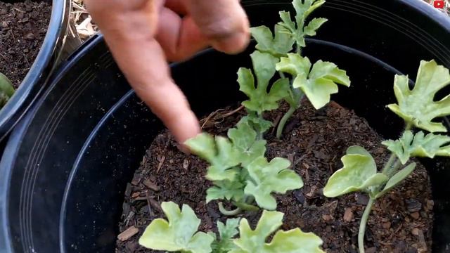 My 70 Outdoor Plant Tour  Outdoor Plant Collection