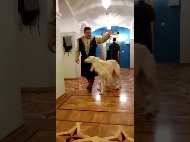 Русские псовые борзые в спектаклеI8(916)702-11-08 Москва