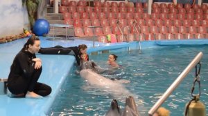 Плавание с дельфинами! Минский дельфинарий Немо