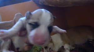 Новорожденные щенки КОРГИ