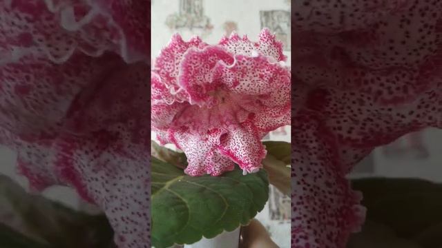 Наталья Глоксинии Май.Сеянец20. смотреть онлайн