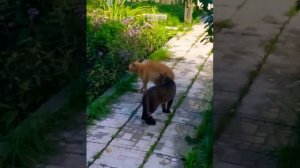 кот страшно орет😱