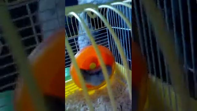 Око видит, да зуб неймёт смотреть онлайн