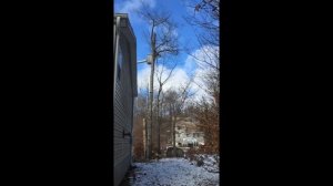 Crew Cutting Beech Tree in Pocono