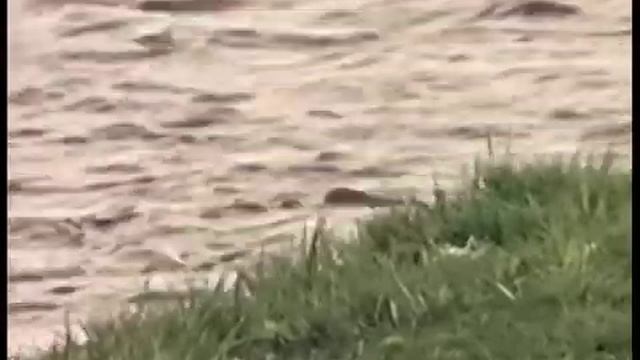 маркакольский заповедник смотреть онлайн