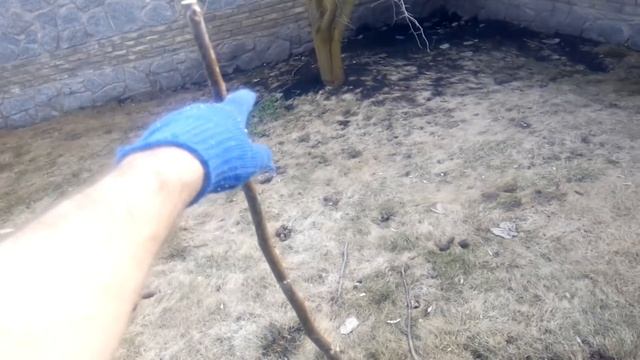 ОБРЕЗКА ГРЕЦКОГО ОРЕХА. Формировка ореха , второй год после посадки смотреть онлайн