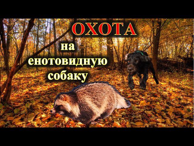 Охота на енотовидную собаку, дратхаар Азарт смотреть онлайн