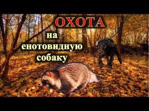 Охота на енотовидную собаку, дратхаар Азарт