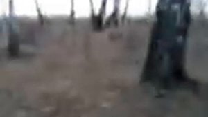 охота с таксой на зайца.3gp
