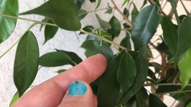 532. Результат обработки Адениумов от вредителей. И обзор моих цветов. смотреть онлайн