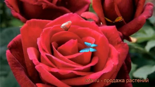Роза чайно-гибридная Мистер Линкольн ? обзор: как сажать, саженцы розы Мистер Линкольн