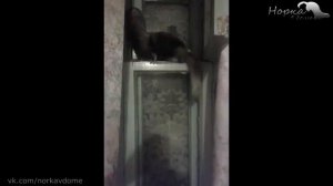 Арчи, Арни, Максайм - Миссия невыполнима