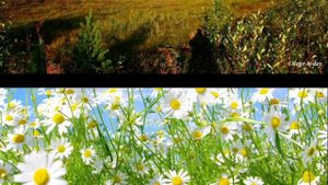 Наш край (то березка, то рябина...)