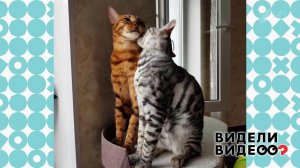 Сало и Перчик - идеальная парочка! Видели видео? Фрагмент выпуска от 10.11.2019