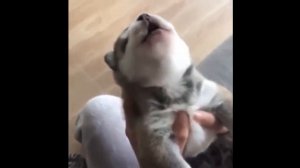 Alaskan Malamute puppy/Щенок аляскинского маламута