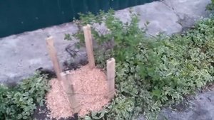 Азимина (банановое дерево) первый опыт.