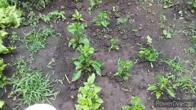 Я Избавилась От ТЛИ Без Химии\СУПЕР Средство/Эффективный Способ/Почему Скручиваются Листья у Перца