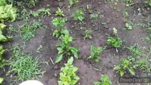 Я Избавилась От ТЛИ Без Химии\СУПЕР Средство/Эффективный Способ/Почему Скручиваются Листья у Перца