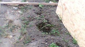 "Травяной чай" для томатов.