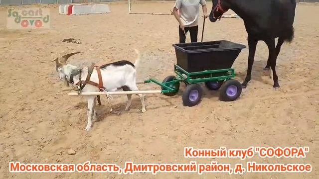 Четырехколесная тележка откидная SADOVODCART в конном клубе СОФОРА. Тележка для конюшни.