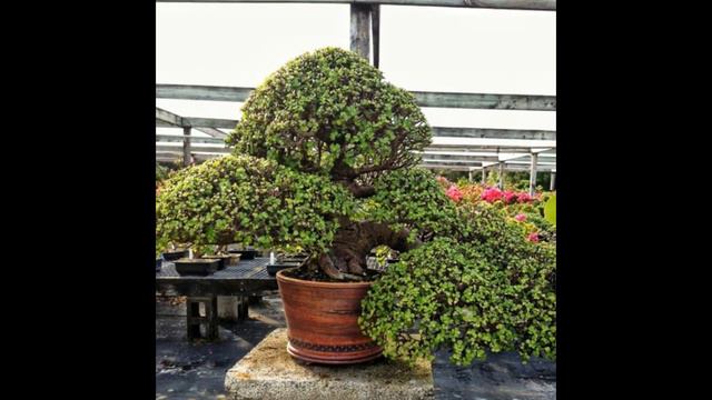 Make a Charming Miniature Tree Out of a Jade Plant смотреть онлайн