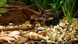 Лягушка карликовая (Hymenochirus boettgeri) - Кормление.