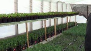 Выгонка тюльпанов. Теплицы наших клиентов 1