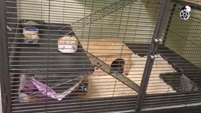 Крысаки: 10.07.2022 смотреть онлайн