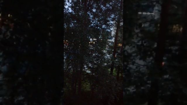 ДЕРЬЕВЬЯ В ГОРОДЕ НОЧЬ