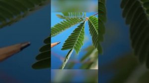 Мимоза стыдливая (Mimosa pudica, Shameplant)