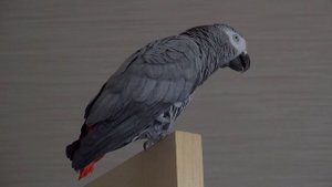 Мой говорящий Попугай Жако