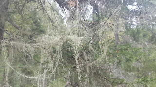 Река Кантегир 04. Хариус - Хариус.