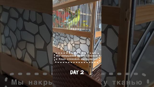 Адаптация волнистого попугая. 1-й и 2-ой дни в новом доме. Собака и попугай