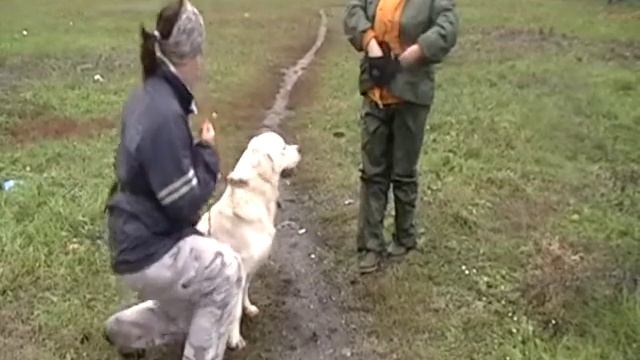 Голден ретривер Лёлик, 1 год смотреть онлайн