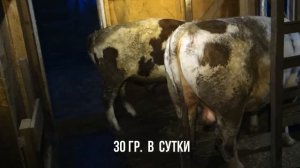 Карбамид в рационе бычков.