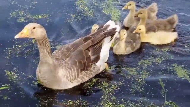 Гусята научились плавать смотреть онлайн