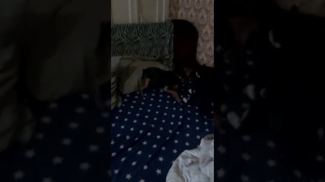 жизнь кота и собаки| весёлые игры животных|Том смотреть онлайн