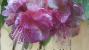 BeautyFlora. Фуксии в цвету летом 2014г. Часть 3