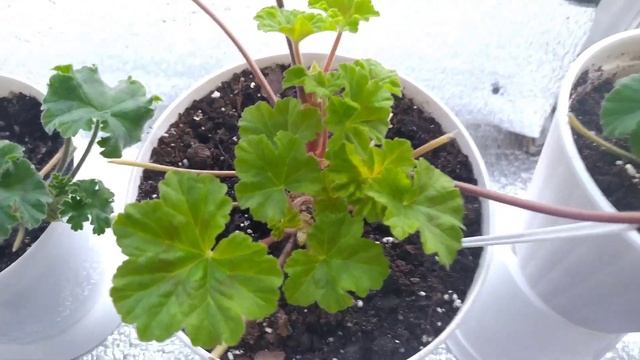 #паутинный_клещ_на_пеларгониях, #борьба_с_паутинным_клещом, #пеларгонии, #паутинный_клещ смотреть онлайн